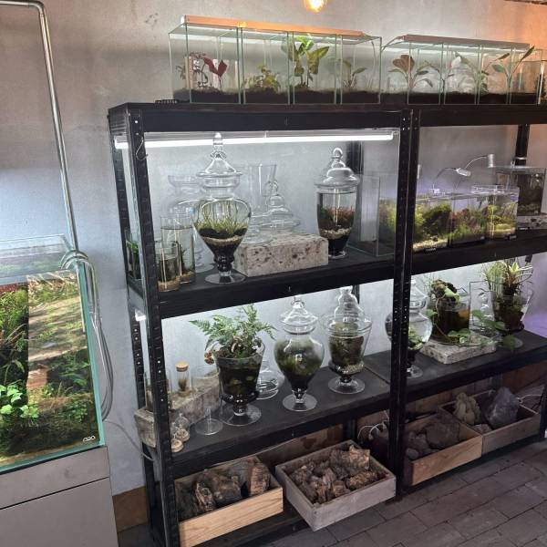 【栃木県佐野市】観葉植物好きに絶対おすすめ！センスのいい植物が購入できるお店をご紹介 | HugMug