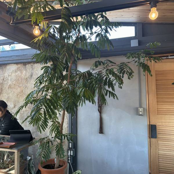 【栃木県佐野市】観葉植物好きに絶対おすすめ！センスのいい植物が購入できるお店をご紹介 | HugMug