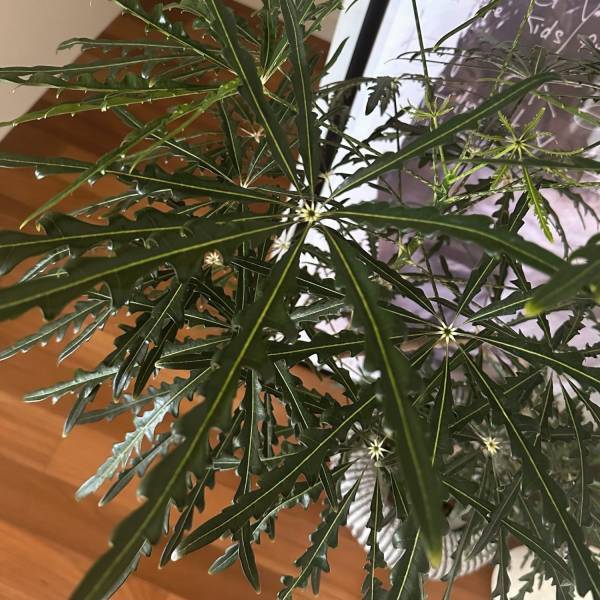 【栃木県佐野市】観葉植物好きに絶対おすすめ！センスのいい植物が購入できるお店をご紹介 | HugMug