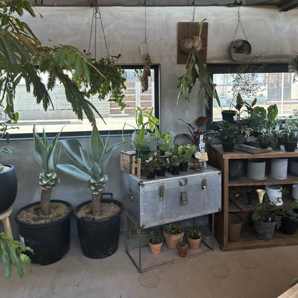 【栃木県佐野市】観葉植物好きに絶対おすすめ！センスのいい植物が購入できるお店をご紹介 | HugMug