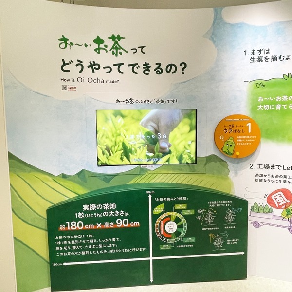 【東京】入場無料！“お〜いお茶ミュージアム”レビュー！カフェ&amp;体験も必見 | HugMug