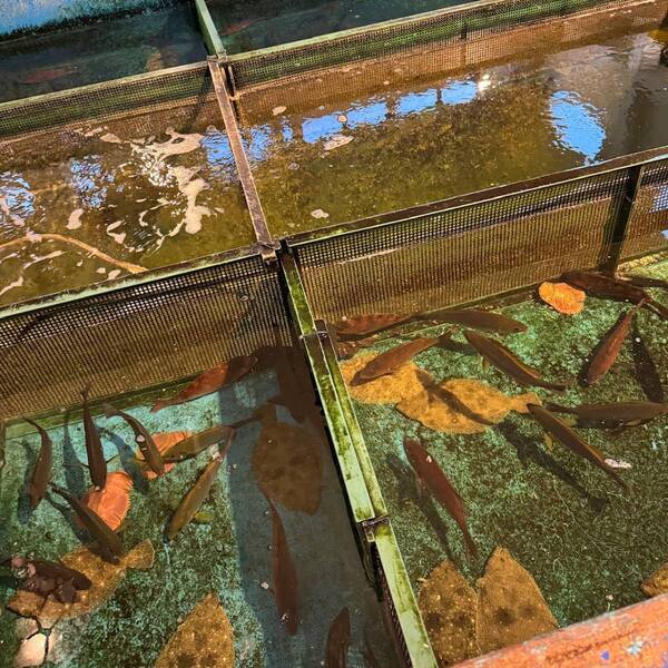 釣った魚をその場でプロが調理！愛知県清須市「爆釣海一番」で新鮮魚料理を堪能 | HugMug