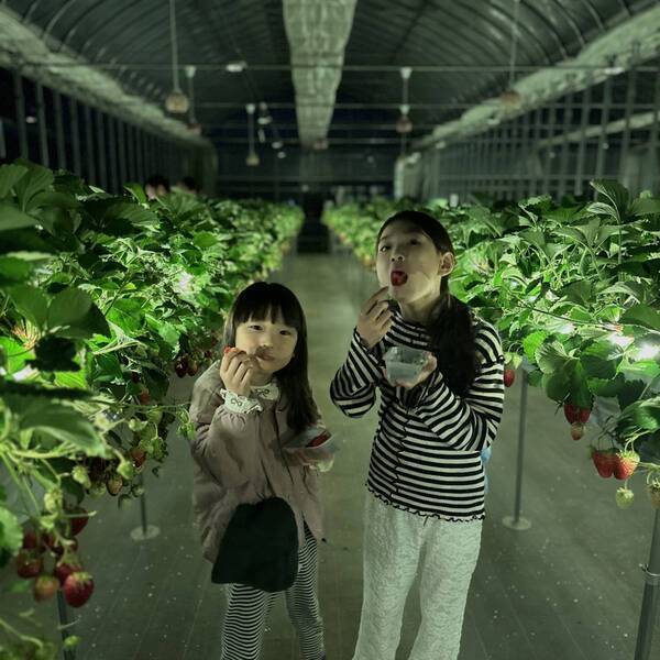 【千葉】夜のいちご狩り！？ 40分食べ放題の「THE FARM 星空いちご園」がおすすめ | HugMug