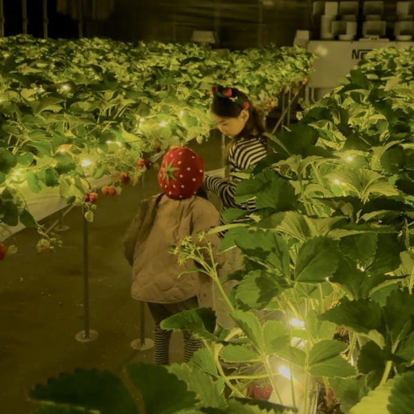 【千葉】夜のいちご狩り！？ 40分食べ放題の「THE FARM 星空いちご園」がおすすめ | HugMug