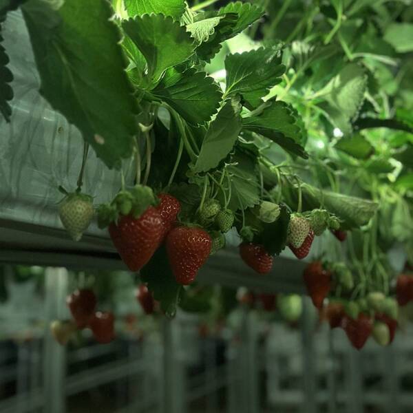 【千葉】夜のいちご狩り！？ 40分食べ放題の「THE FARM 星空いちご園」がおすすめ | HugMug