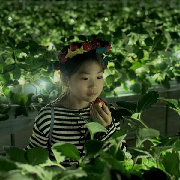 【千葉】夜のいちご狩り！？ 40分食べ放題の「THE FARM 星空いちご園」がおすすめ | HugMug