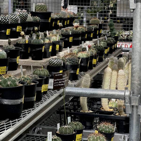 植物買うならここ！都内最大級「オザキフラワーパーク」がおすすめ！ | HugMug