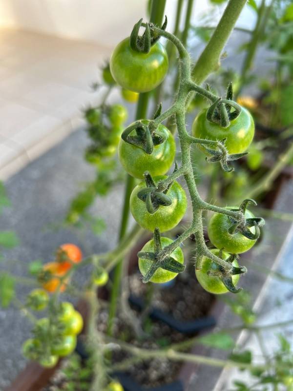 「子どもと家庭菜園に挑戦！」武智志穂の沖縄でのんびり双子育児 Vol.56 | HugMug