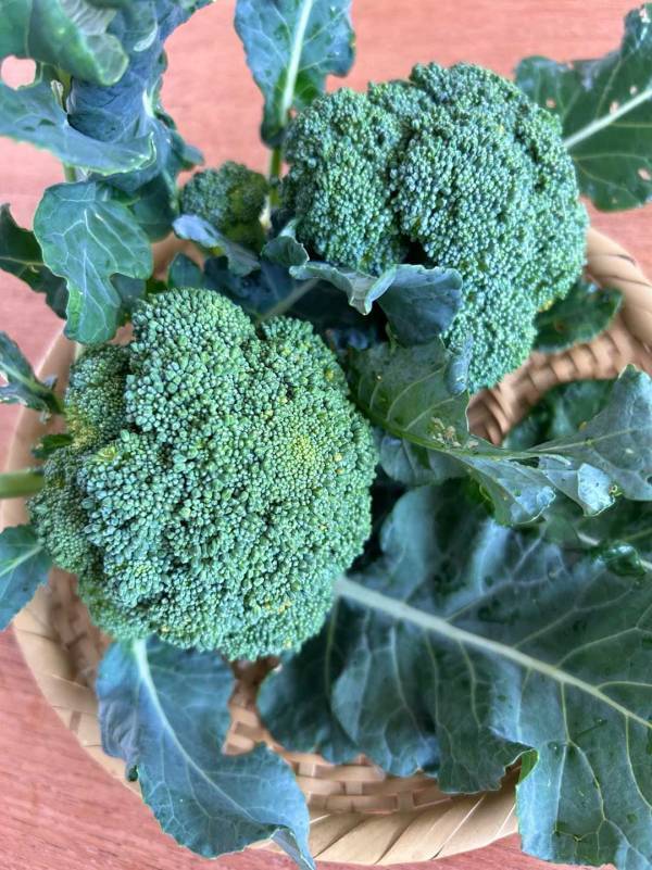 「子どもと家庭菜園に挑戦！」武智志穂の沖縄でのんびり双子育児 Vol.56 | HugMug