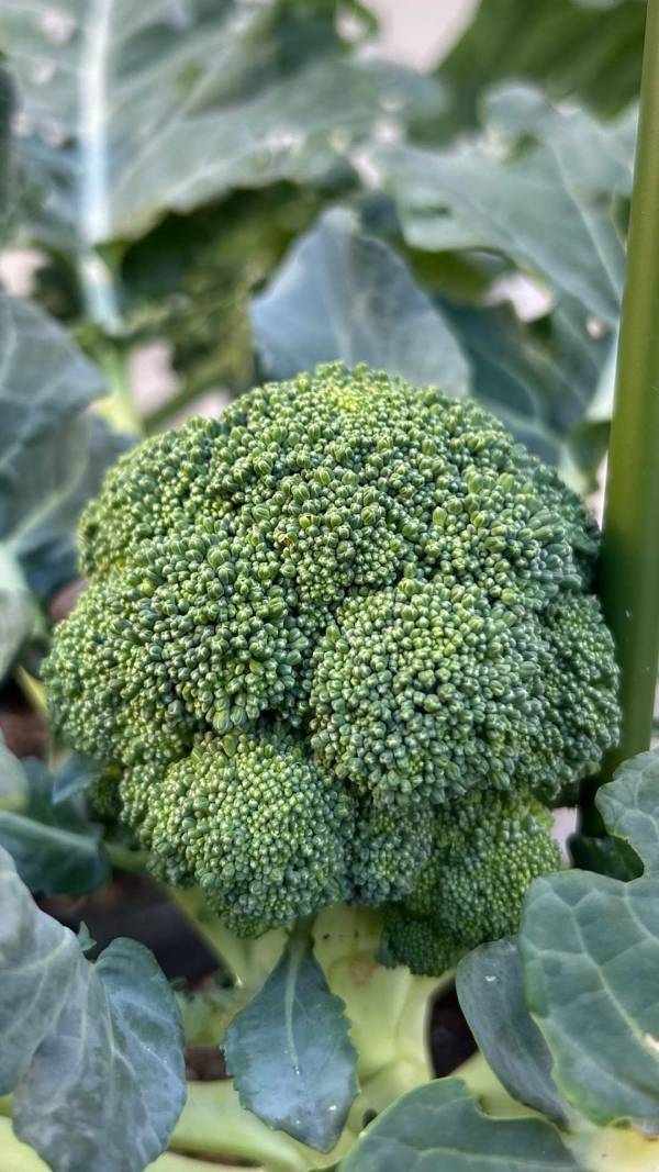 「子どもと家庭菜園に挑戦！」武智志穂の沖縄でのんびり双子育児 Vol.56 | HugMug