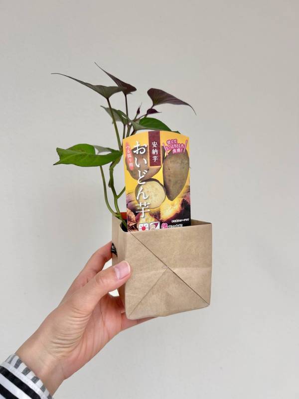 「子どもと家庭菜園に挑戦！」武智志穂の沖縄でのんびり双子育児 Vol.56 | HugMug