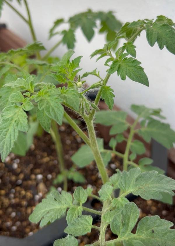 「子どもと家庭菜園に挑戦！」武智志穂の沖縄でのんびり双子育児 Vol.56 | HugMug