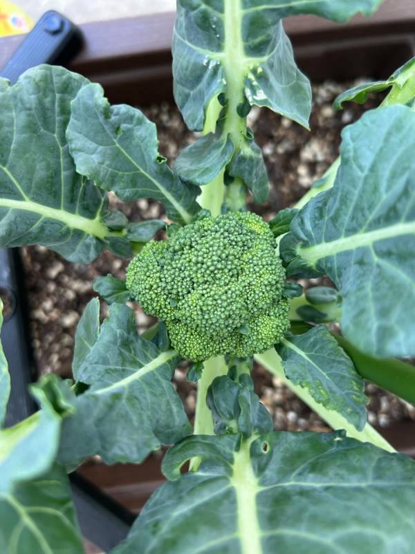 「子どもと家庭菜園に挑戦！」武智志穂の沖縄でのんびり双子育児 Vol.56 | HugMug