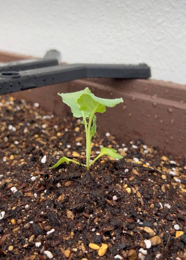 「子どもと家庭菜園に挑戦！」武智志穂の沖縄でのんびり双子育児 Vol.56 | HugMug