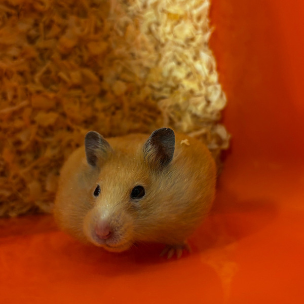 【入場料800円】再入場OKの「いきもの探検隊」で動物ふれあい体験レポ | HugMug