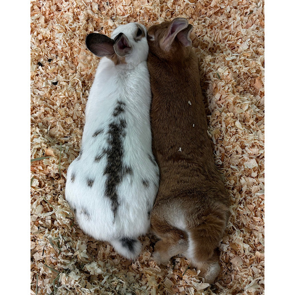 【入場料800円】再入場OKの「いきもの探検隊」で動物ふれあい体験レポ | HugMug