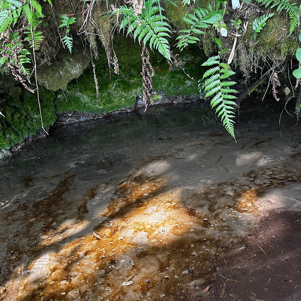 【千葉】湧き水＆ブルーベリー農園でBBQ！「いっせんぼく Camp field」が子連れデイキャンプに最高すぎる！ | HugMug