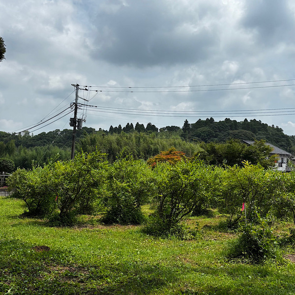 【千葉】湧き水＆ブルーベリー農園でBBQ！「いっせんぼく Camp field」が子連れデイキャンプに最高すぎる！ | HugMug