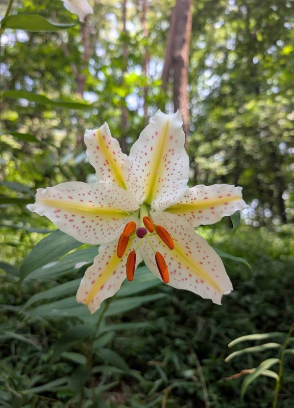 【埼玉・森林公園】じゃぶじゃぶ池×50種の遊具で外遊びDAY！ | HugMug