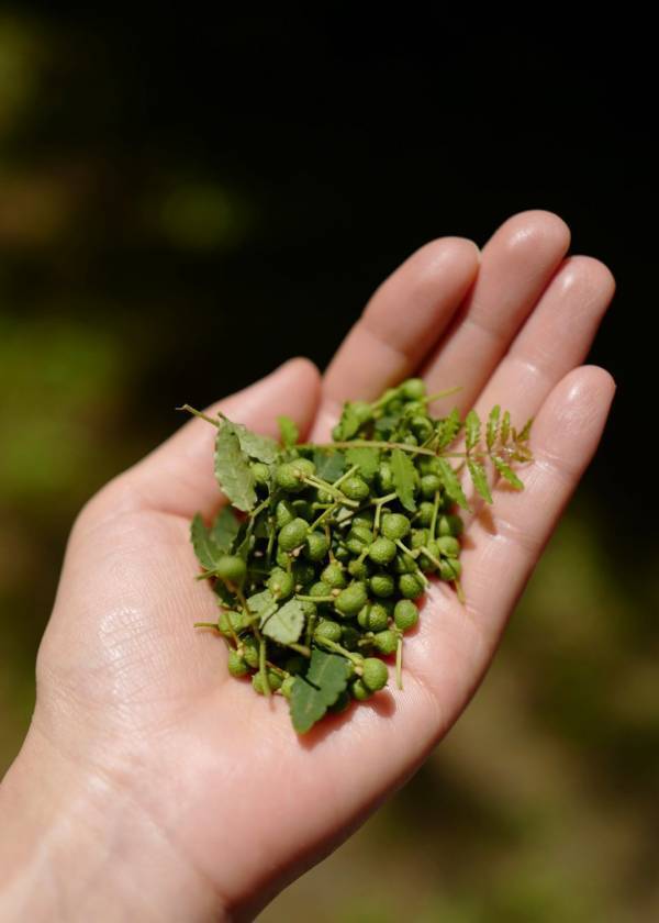 「東京＆山梨、家族で過ごす夏休み」武智志穂の沖縄でのんびり双子育児 Vol.60 | HugMug