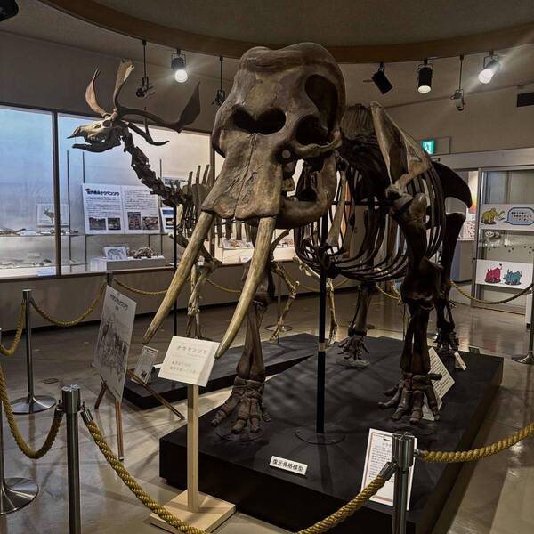 【入場無料】化石や剥製に触れる博物館！栃木の穴場スポット「葛生化石館」 | HugMug