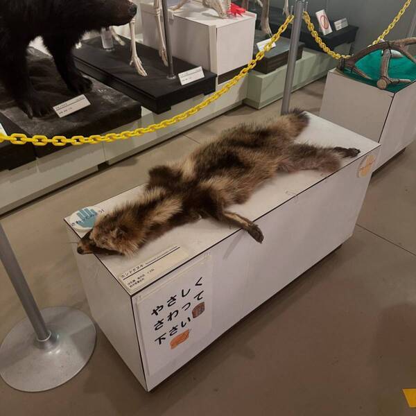 【入場無料】化石や剥製に触れる博物館！栃木の穴場スポット「葛生化石館」 | HugMug