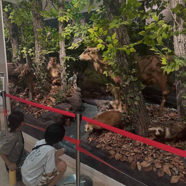 【入場無料】化石や剥製に触れる博物館！栃木の穴場スポット「葛生化石館」 | HugMug