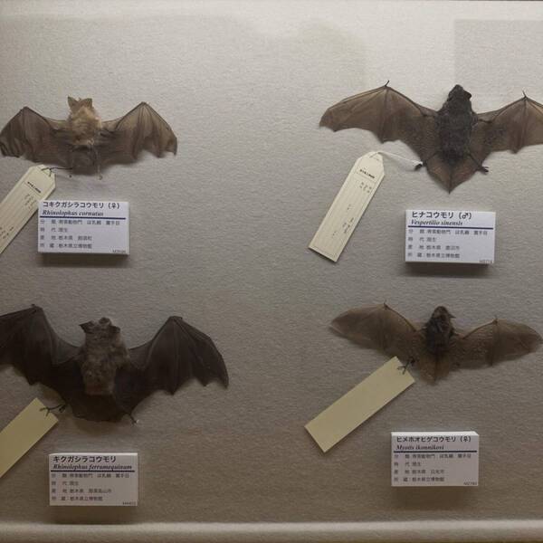 【入場無料】化石や剥製に触れる博物館！栃木の穴場スポット「葛生化石館」 | HugMug