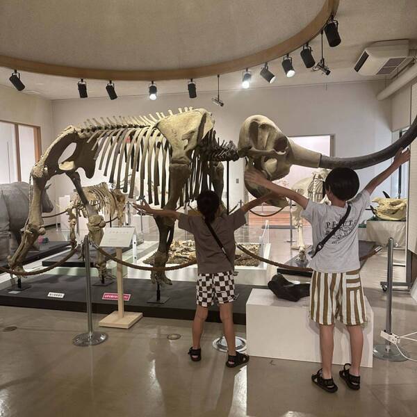 【入場無料】化石や剥製に触れる博物館！栃木の穴場スポット「葛生化石館」 | HugMug