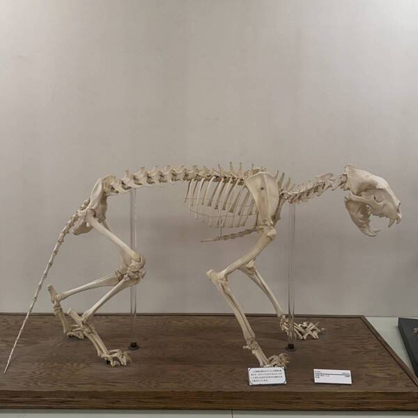 【入場無料】化石や剥製に触れる博物館！栃木の穴場スポット「葛生化石館」 | HugMug