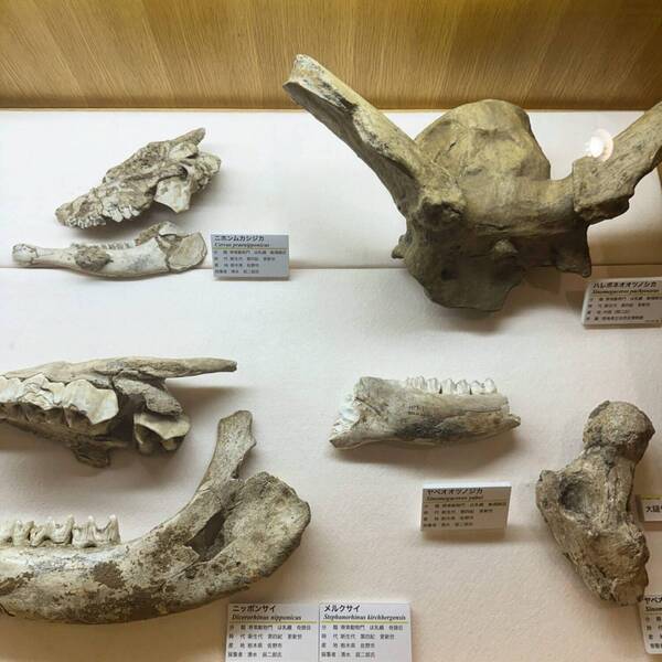 【入場無料】化石や剥製に触れる博物館！栃木の穴場スポット「葛生化石館」 | HugMug