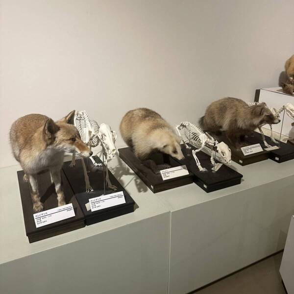 【入場無料】化石や剥製に触れる博物館！栃木の穴場スポット「葛生化石館」 | HugMug