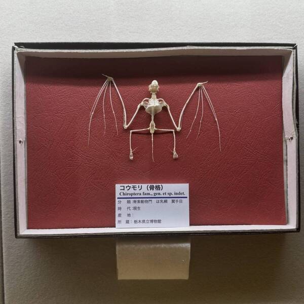 【入場無料】化石や剥製に触れる博物館！栃木の穴場スポット「葛生化石館」 | HugMug