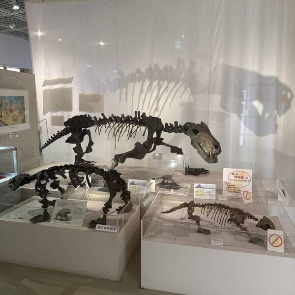 【入場無料】化石や剥製に触れる博物館！栃木の穴場スポット「葛生化石館」 | HugMug