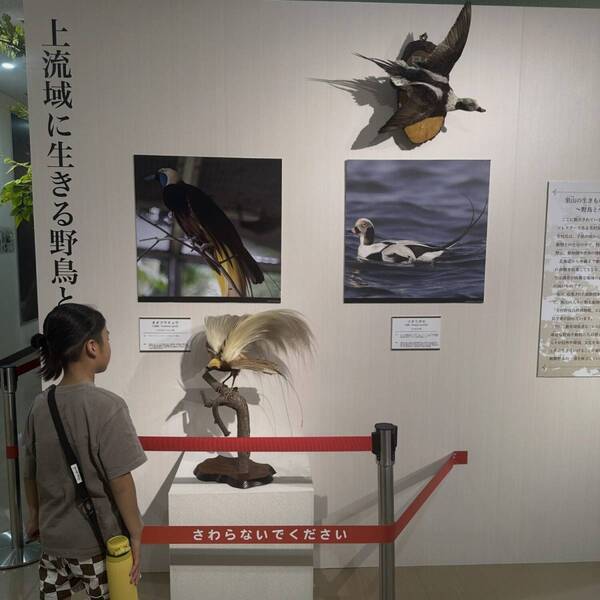 【入場無料】化石や剥製に触れる博物館！栃木の穴場スポット「葛生化石館」 | HugMug