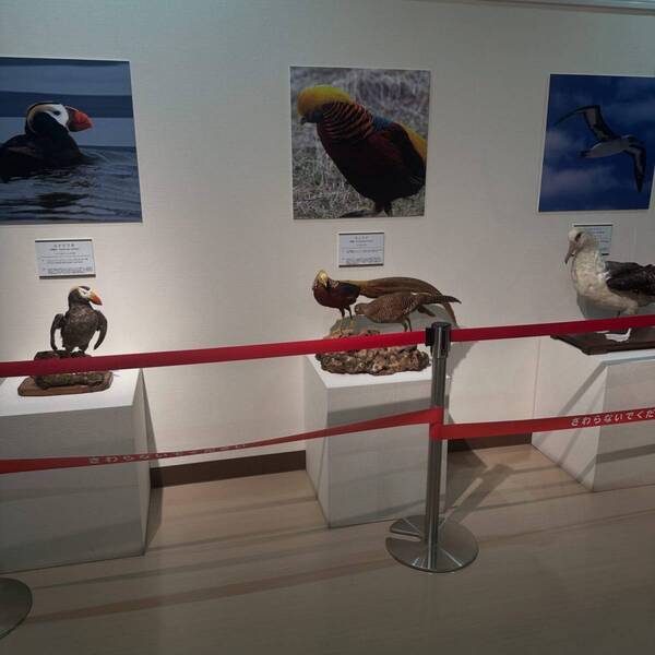 【入場無料】化石や剥製に触れる博物館！栃木の穴場スポット「葛生化石館」 | HugMug