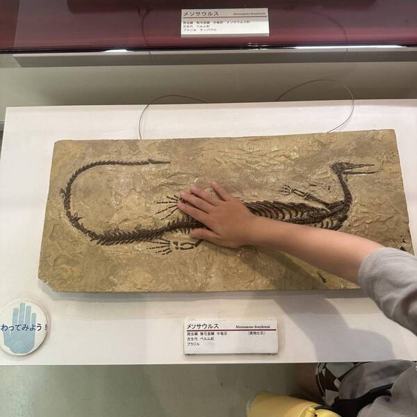 【入場無料】化石や剥製に触れる博物館！栃木の穴場スポット「葛生化石館」 | HugMug