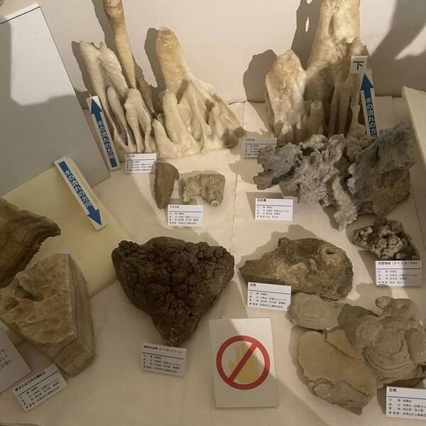 【入場無料】化石や剥製に触れる博物館！栃木の穴場スポット「葛生化石館」 | HugMug
