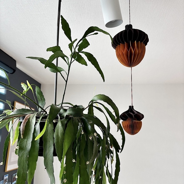 【フライングタイガー】今年のハロウィングッズを一足先にご紹介！ | HugMug