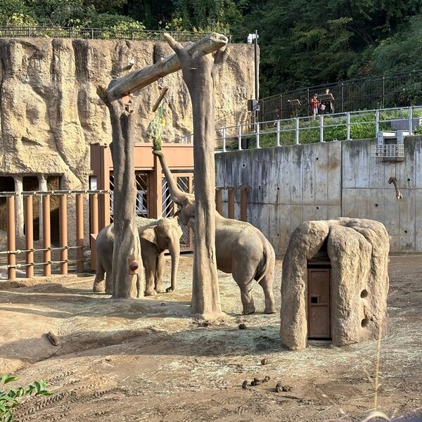 動物が260種！【多摩動物公園】ライオンバスやオランウータンのスカイウォークなど見所徹底レビュー！ | HugMug