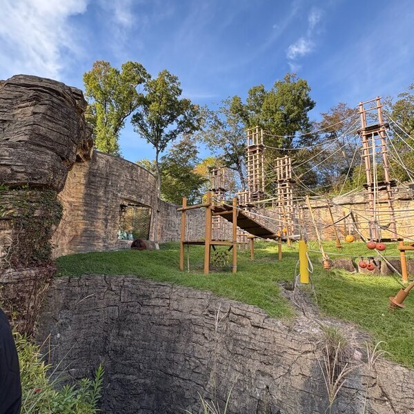 動物が260種！【多摩動物公園】ライオンバスやオランウータンのスカイウォークなど見所徹底レビュー！ | HugMug