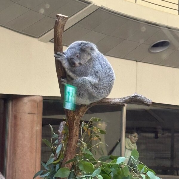 動物が260種！【多摩動物公園】ライオンバスやオランウータンのスカイウォークなど見所徹底レビュー！ | HugMug