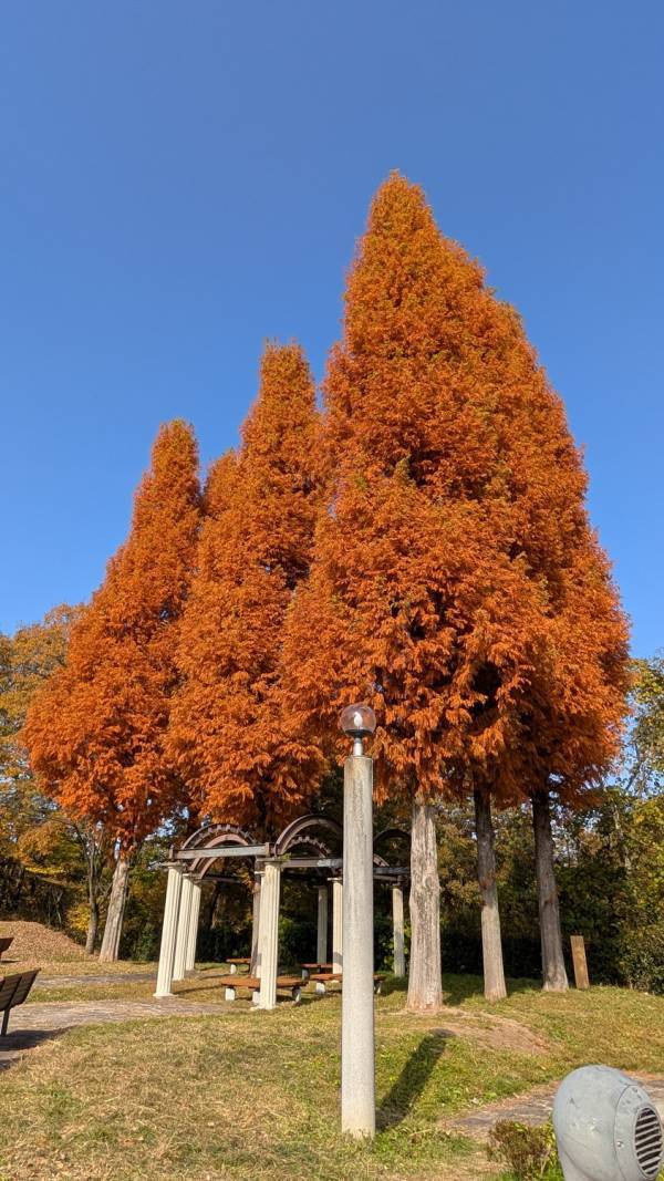 今が紅葉見頃！ぐるりん号で【秩父ミューズパーク】へ。紅葉×遊具×グルメを満喫！ | HugMug