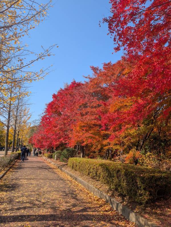 今が紅葉見頃！ぐるりん号で【秩父ミューズパーク】へ。紅葉×遊具×グルメを満喫！ | HugMug