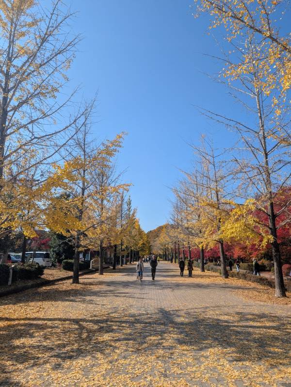 今が紅葉見頃！ぐるりん号で【秩父ミューズパーク】へ。紅葉×遊具×グルメを満喫！ | HugMug