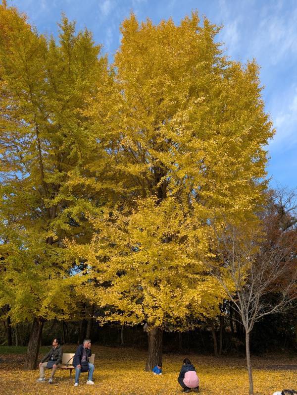 今が紅葉見頃！ぐるりん号で【秩父ミューズパーク】へ。紅葉×遊具×グルメを満喫！ | HugMug