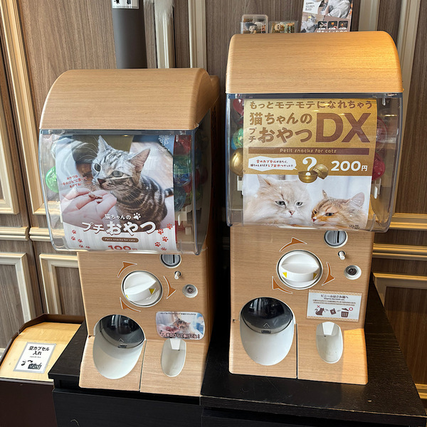 漫画読み放題・フリードリンクな猫カフェ 【mocha】猫ちゃんおやつも豊富で天国すぎる！ | HugMug