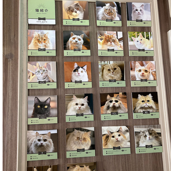 漫画読み放題・フリードリンクな猫カフェ 【mocha】猫ちゃんおやつも豊富で天国すぎる！ | HugMug