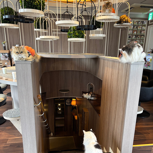 漫画読み放題・フリードリンクな猫カフェ 【mocha】猫ちゃんおやつも豊富で天国すぎる！ | HugMug