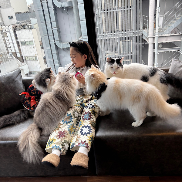 漫画読み放題・フリードリンクな猫カフェ 【mocha】猫ちゃんおやつも豊富で天国すぎる！ | HugMug